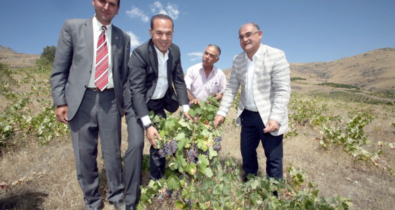 Saimbeyli ve Pozantı yeniden üzüm diyarı oluyor