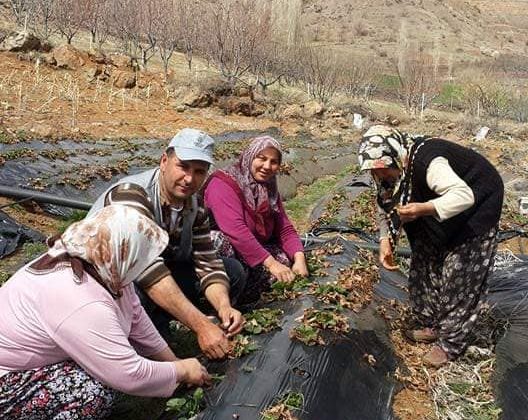 TARLADA ÇALIŞMAYA “İZİN”