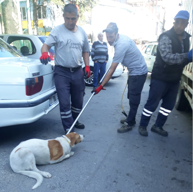 “BAŞI-BOŞ KÖPEKLERİ TOPLUYORUZ.”