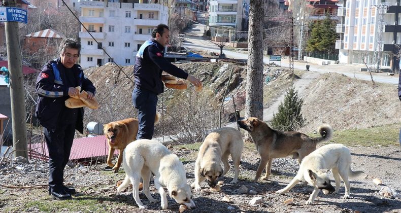 KÖPEKLERİN BU VAHŞİLİĞİNDEN KARALAR VE ÇAY SORUMLUDUR.