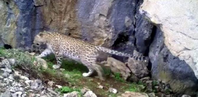 Toroslar’da leopar görüntülendi