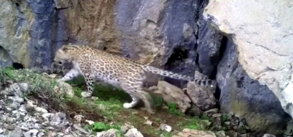 Toroslar’da leopar görüntülendi
