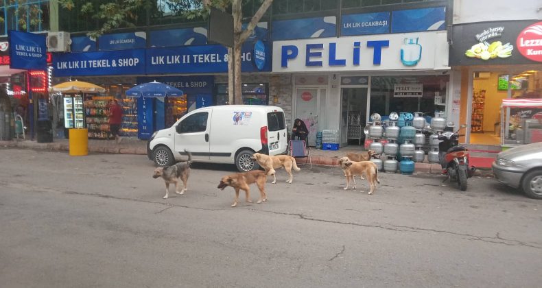 YORUM POZANTI HALKININ