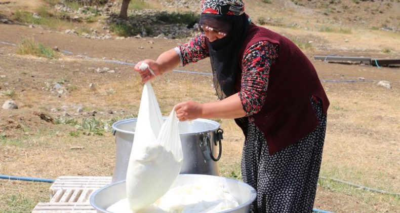 PEYNİR SEZONU 150 TL’DEN AÇILDI.