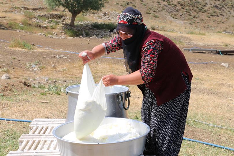 PEYNİR SEZONU 150 TL’DEN AÇILDI.