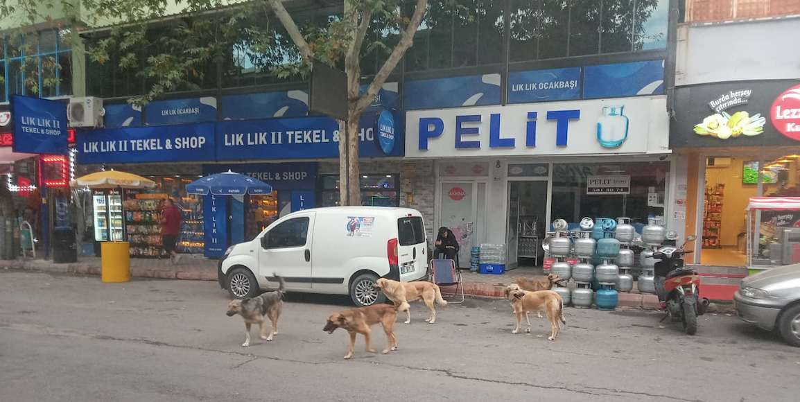 POZANTI VE AKÇATEKİR’DE KÖPEKLERDEN  GEÇİLMİYOR