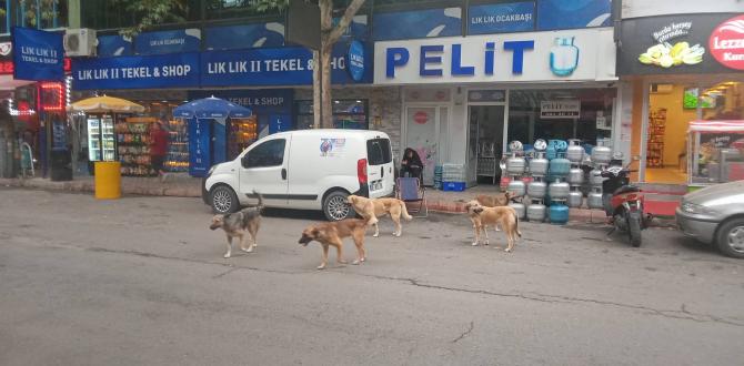 Yazıişleri Müdürümüz Hayriye Eroğlu  Köpek Saldırısına Uğradı.