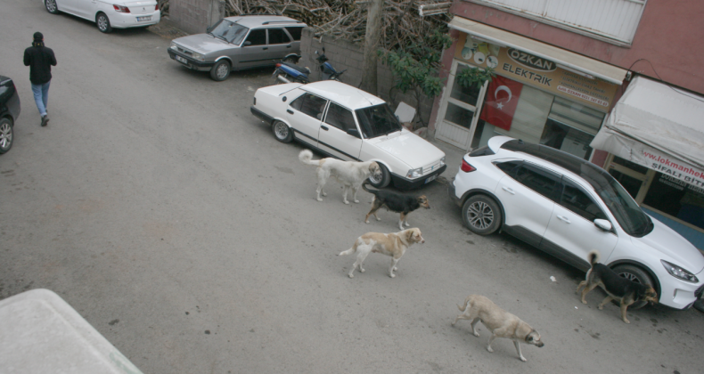 BAŞI -BOŞ KÖPEKLER ARTIK SÜRÜLEŞTİ
