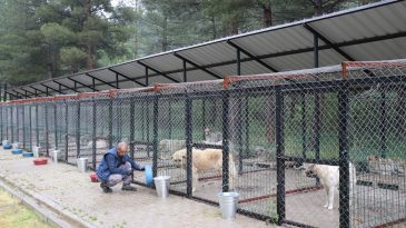 Belediye Destekli 1.000 Köpek Kısırlaştırma Projesi Başladı