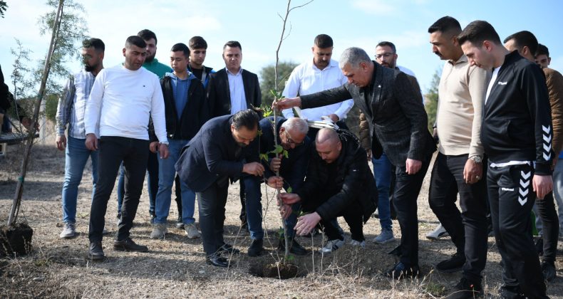 BAHÇELİ TALİMAT VERDİ YÜZLERCE ÇINAR DİKİLDİ