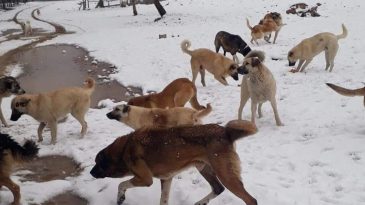 KÖPEKLER BÜYÜK SORUN OLUYOR BÜYÜKŞEHİR VE POZANTI BELEDİYELERİ ORTAK ÇÖZÜM BULMALI