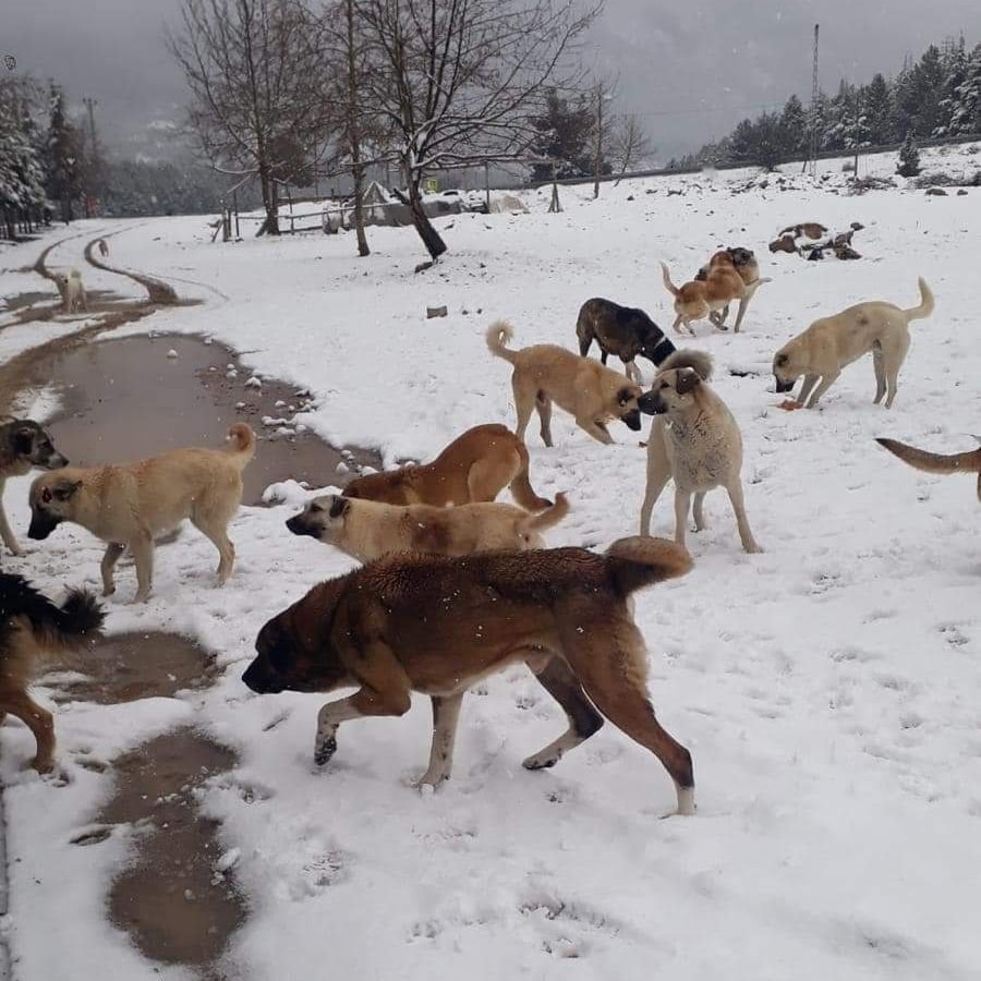 KÖPEKLER BÜYÜK SORUN OLUYOR BÜYÜKŞEHİR VE POZANTI BELEDİYELERİ ORTAK ÇÖZÜM BULMALI