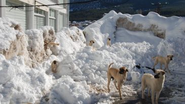 AÇ KÖPEKLERE DİKKAT!