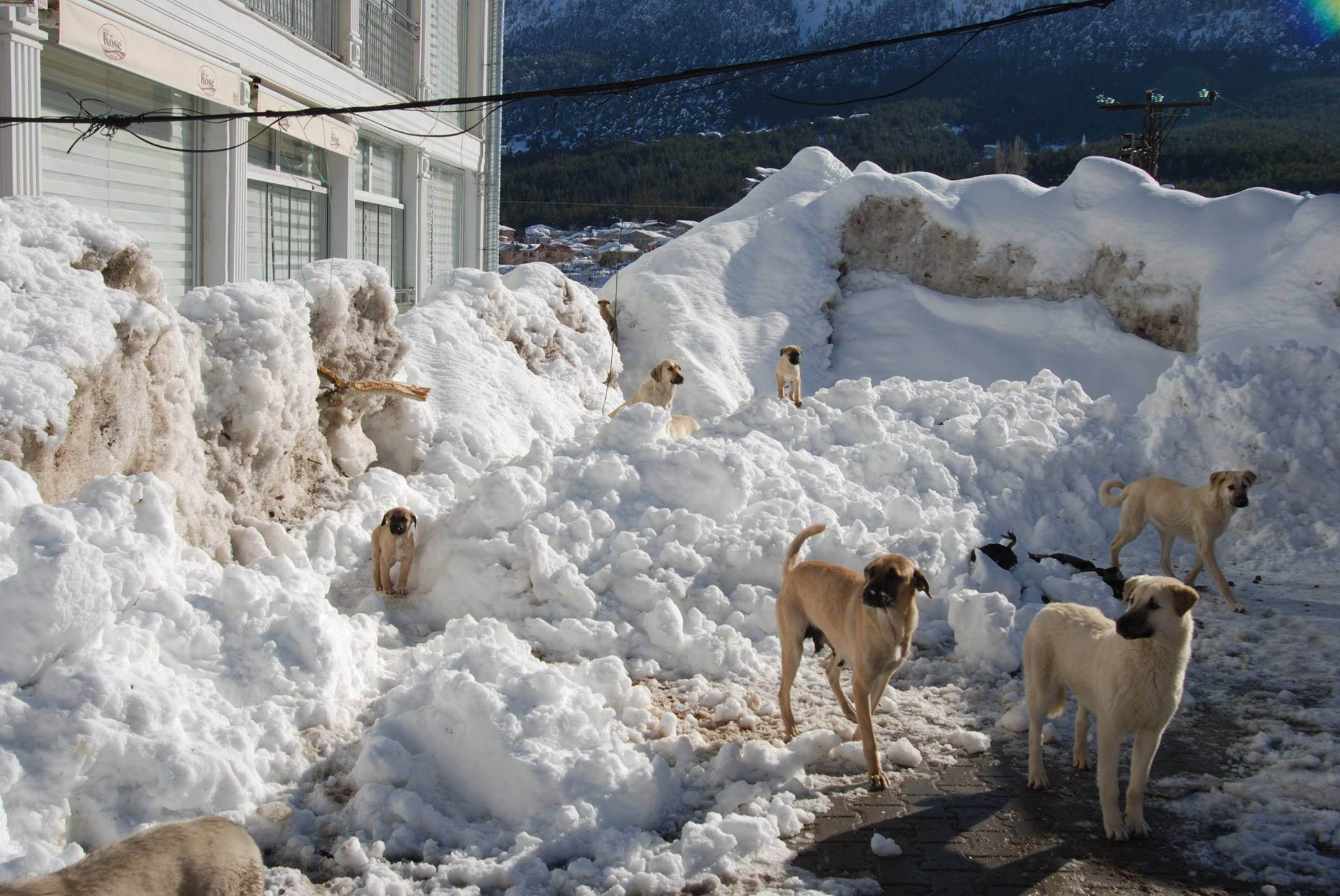 AÇ KÖPEKLERE DİKKAT!