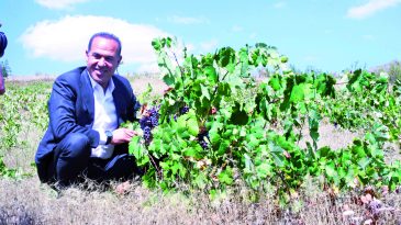 ÜZÜMDE MARKA “ POZANTI KARASI”