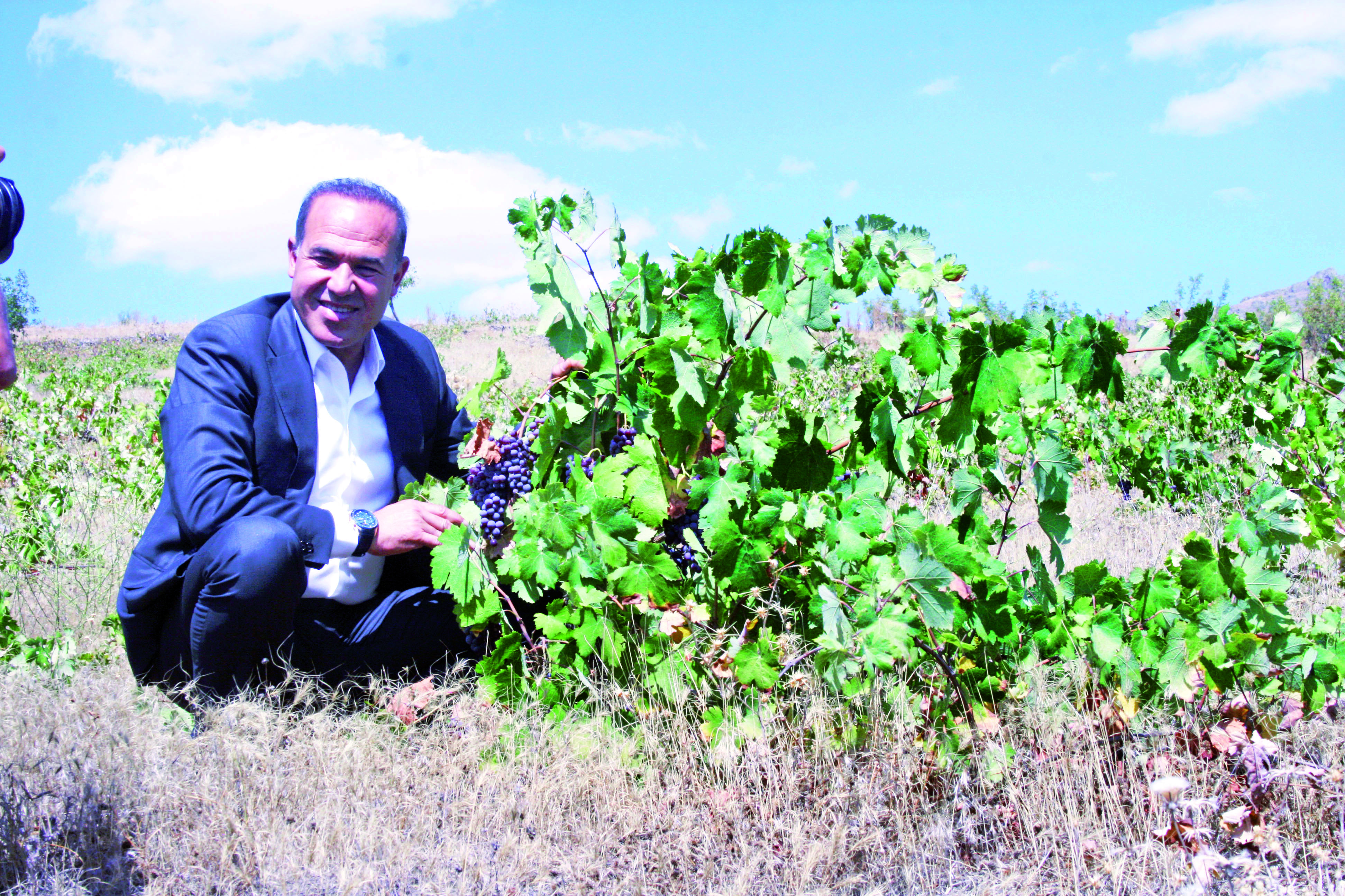 ÜZÜMDE MARKA “ POZANTI KARASI”