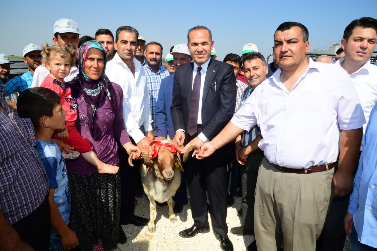 Büyükşehir’den üreticiye damızlık KOÇ