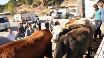 Kaymakam Soylu’dan “BÜYÜKBAŞ” Dağıtımı