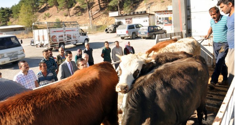 Kaymakam Soylu’dan “BÜYÜKBAŞ” Dağıtımı