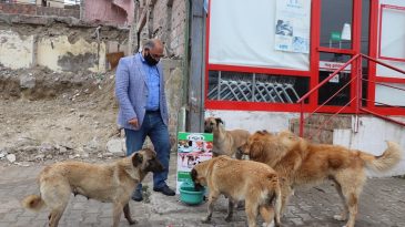 Pozantı Belediyesinden Sokak Hayvanlarına Büyük Duyarlılık