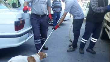 “BAŞI-BOŞ KÖPEKLERİ TOPLUYORUZ.”