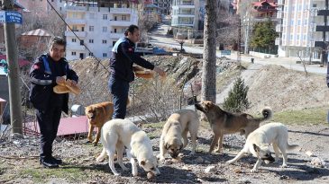KÖPEKLERİN BU VAHŞİLİĞİNDEN KARALAR VE ÇAY SORUMLUDUR.