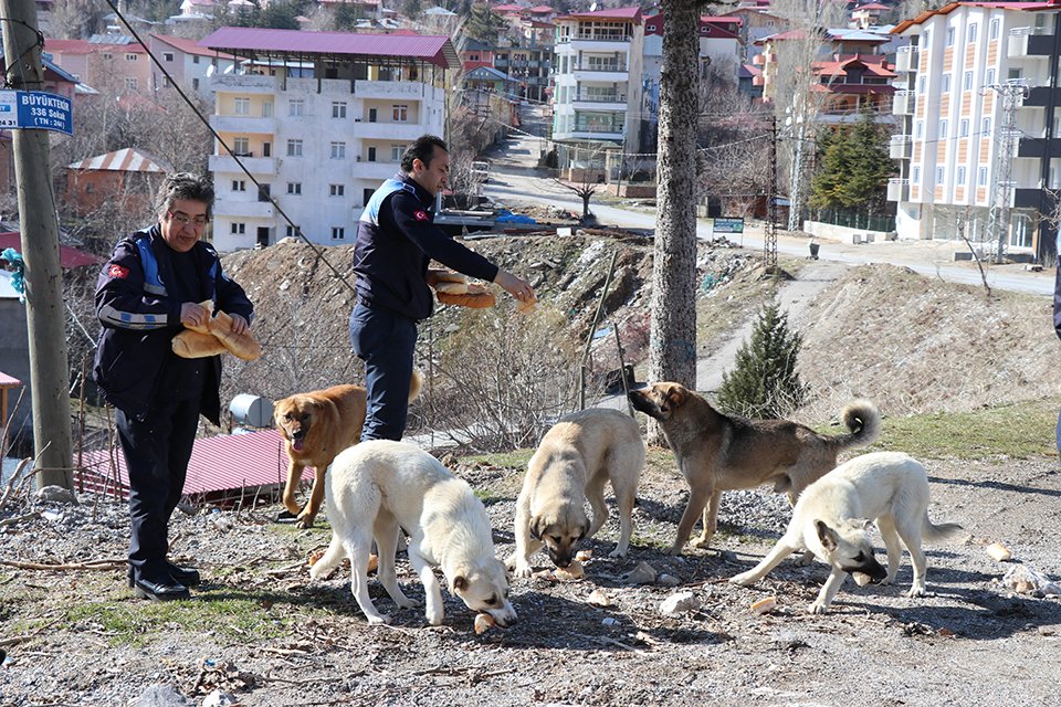 KÖPEKLERİN  BU VAHŞİLİĞİNDEN KARALAR VE ÇAY SORUMLUDUR.