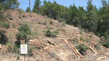 POZANTI DA BÜYÜK ORMAN KESİMİ