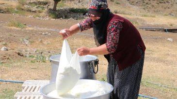 PEYNİR SEZONU 150 TL’DEN AÇILDI.