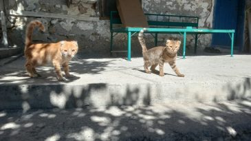 KEDİ İKİ MELEZ SANSAR YAVRUSU DOĞRUDU