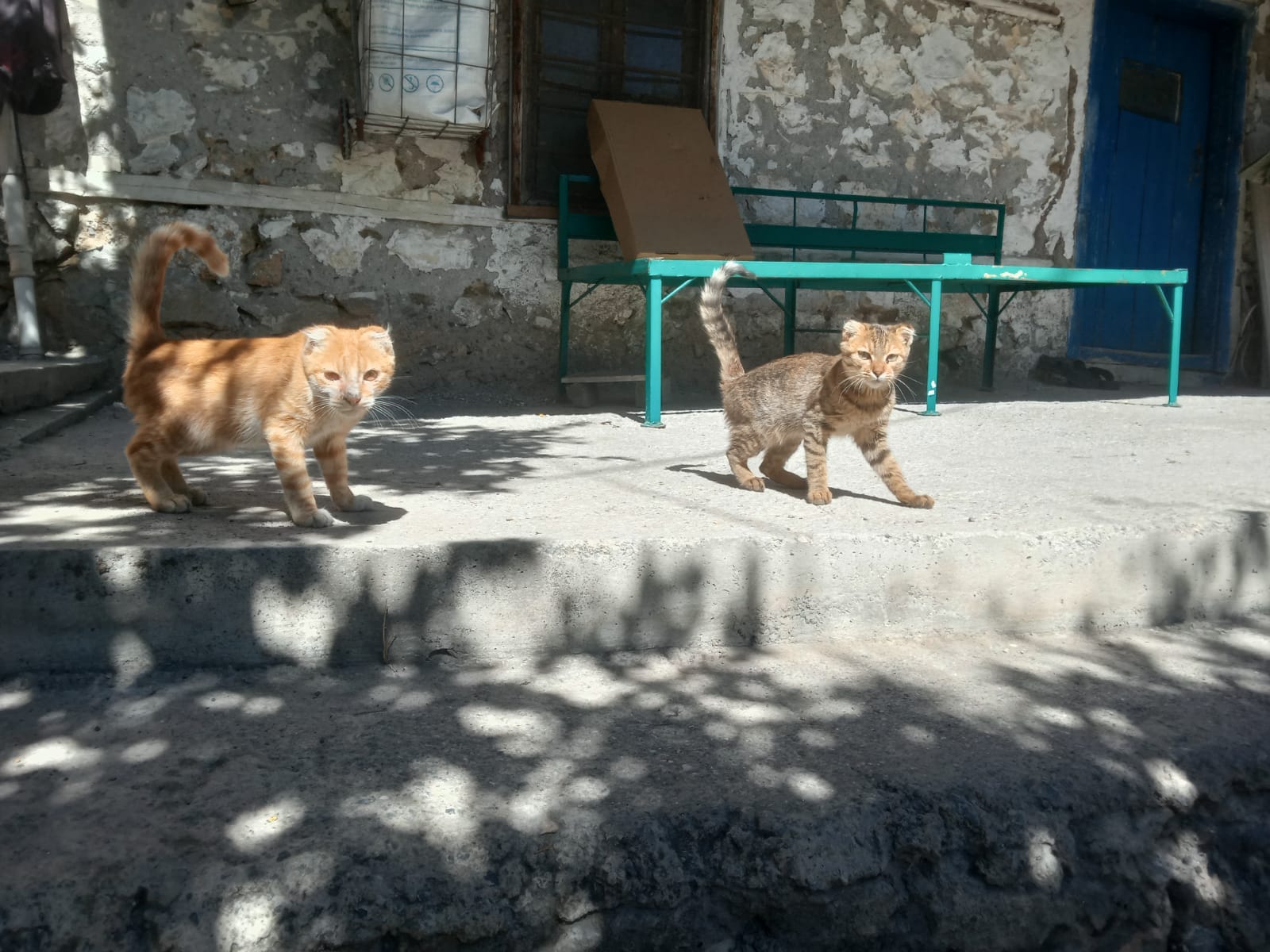 KEDİ İKİ MELEZ SANSAR YAVRUSU DOĞRUDU