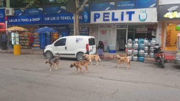Yazıişleri Müdürümüz Hayriye Eroğlu Köpek Saldırısına Uğradı.