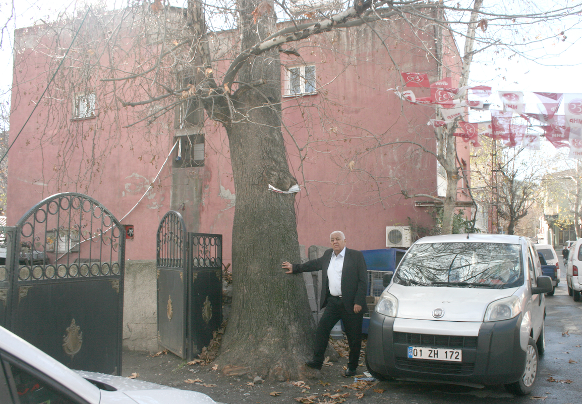 MATBA SOKAĞI ÜZERİNDE  BULUNAN ÇINARLAR KESİLİYOR MU?
