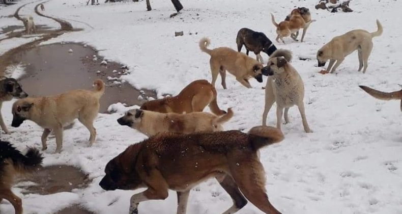 KÖPEKLER BÜYÜK SORUN OLUYOR BÜYÜKŞEHİR VE POZANTI BELEDİYELERİ ORTAK ÇÖZÜM BULMALI