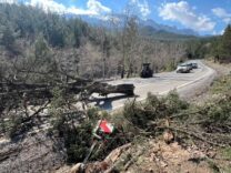 Kontrolsuz-Agac-Kesimi-Kazaya-Neden-Oldu-Seyir-Halindeki-Aracin-Uzerine-Agac-Devrildi